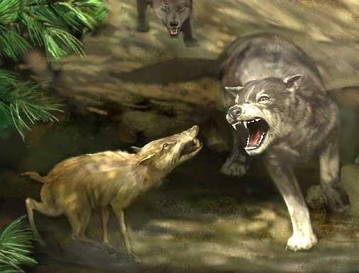 Life reconstruction of Dire wolves and a peccary from Magenity Cave, Indiana (from a painting by Karen Carr, ® Indiana State Museum).
