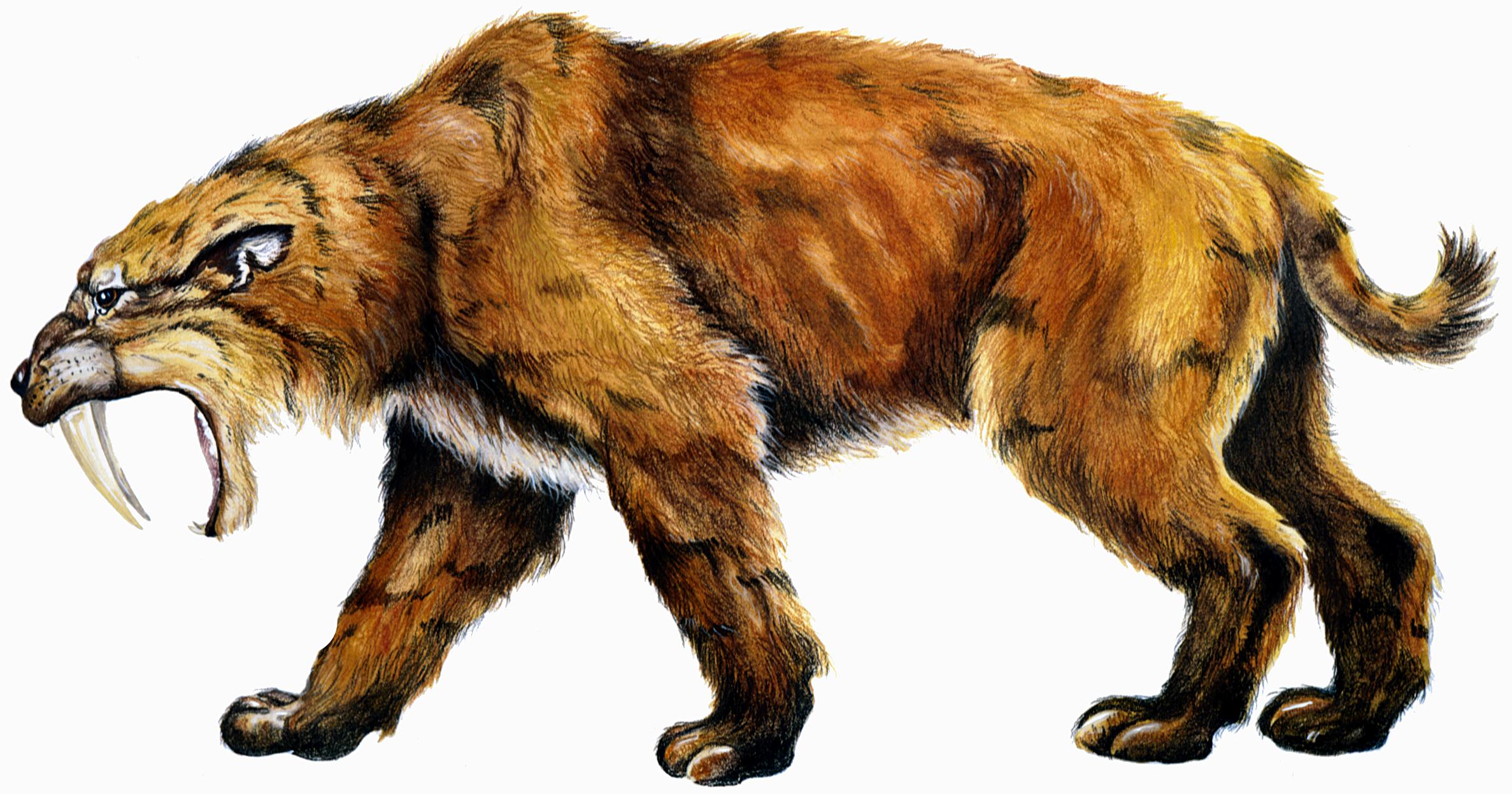 Saber-toothed cat (Smilodon fatalis). Image was generously provided by the Indiana State Museum.