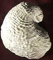 Pelecypod shell