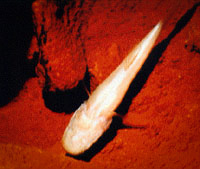 Photo showing northern blind cave fish.