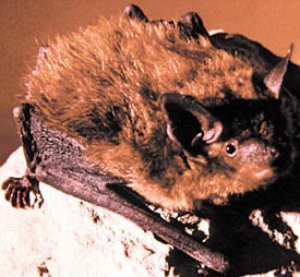 Image of cave bat.
