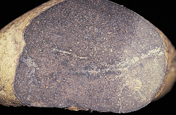 Photo showing the Hangman's Crossing meteorite, which exhibits diagnostic features of a stone meteorite.